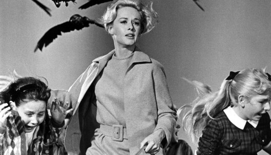 Hitchcock lot seg inspirere av Du Mauriers novelle «The Birds» (1952) da han laget «Fuglene» i 1963. Et kostbart prosjekt med blant annet spesialtrente fugler. Hitchcock lot seg inspirere av Du Mauriers novelle «The Birds» (1952) da han laget «Fuglene» i 1963. Et kostbart prosjekt med blant annet spesialtrente fugler.