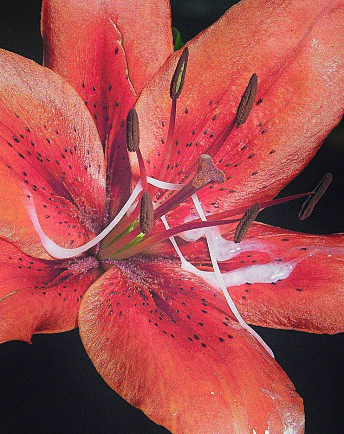 Kropp og kroppsvæsker møter blomster og trær i en
surrealistisk blanding i bildene til sveitsiske Alexandre Haefeli. Kropp og kroppsvæsker møter blomster og trær i en
surrealistisk blanding i bildene til sveitsiske Alexandre Haefeli.