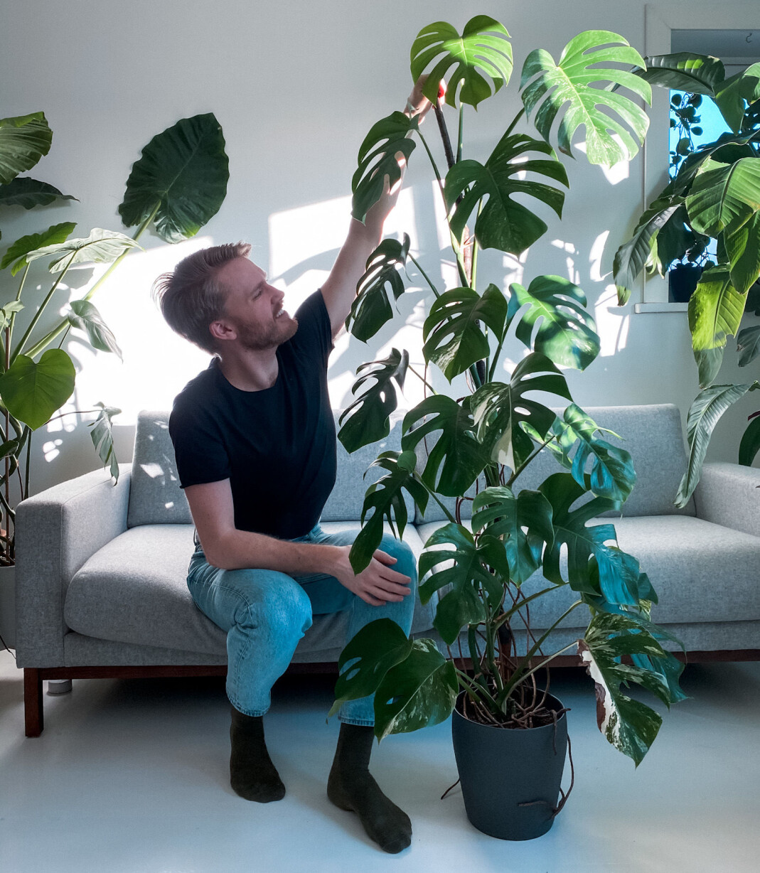 Den grønne planten Monstera (monstera deliciosa) har tatt Norge med storm. På norsk heter den Vindusblad og har sin opprinnelse i varmere strøk som Mexico. Bladenes karakteristiske hull gjør den mer motstandsdyktig mot stormer. I naturen kan den bli flere titalls meter høye. Hjemme krever den kke alt for mye stell, bare indirekte lys. Typen Monstera variegata med lyse prikker og mønster er selve hipsterplanten for tida, og stiklingene selges for skyhøye priser på blant annet Finn.no. Den grønne planten Monstera (monstera deliciosa) har tatt Norge med storm. På norsk heter den Vindusblad og har sin opprinnelse i varmere strøk som Mexico. Bladenes karakteristiske hull gjør den mer motstandsdyktig mot stormer. I naturen kan den bli flere titalls meter høye. Hjemme krever den kke alt for mye stell, bare indirekte lys. Typen Monstera variegata med lyse prikker og mønster er selve hipsterplanten for tida, og stiklingene selges for skyhøye priser på blant annet Finn.no.