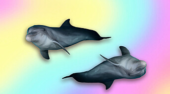 Dildosnuter og finnefingring: Disse forskerne har avdekket delfinenes hemmelige sexliv