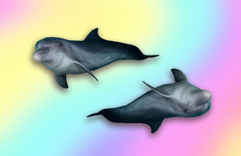 Dildosnuter og finnefingring: Disse forskerne har avdekket delfinenes hemmelige sexliv