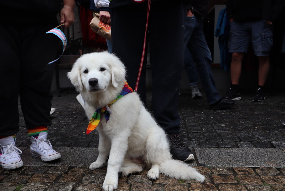 Pride i sørlandshovedstaden