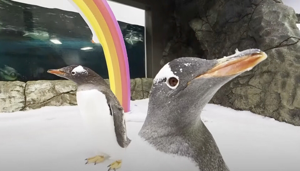 Sphen og partneren Magic i Akvariet i Sidney